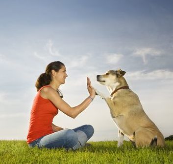 Happy trained dog